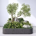 Green Plants And Trees In Gray Circular Container With Stones And Foliage