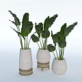 Bonsai Potted Plants With White Ceramic Pots And Wooden Stands For Indoor Decoration