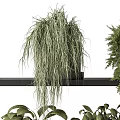 Stylish Indoor Bonsai Potted Plants On Modern Black Shelves With Green Foliage