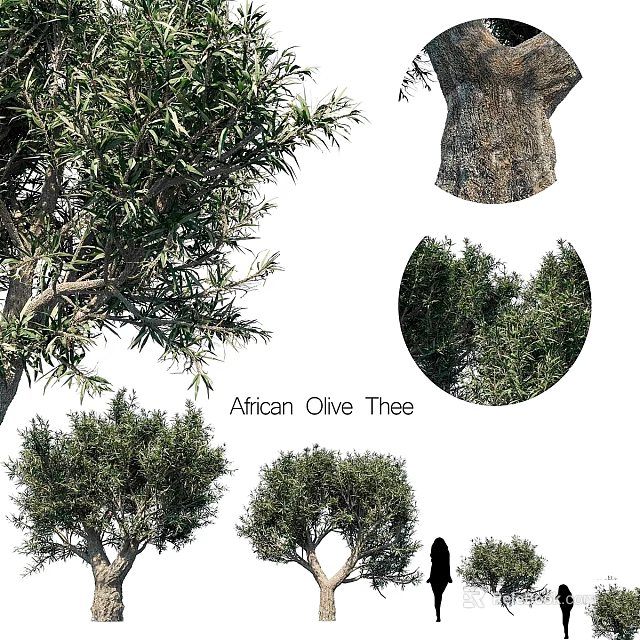 African Olive Tree Garden Landscaping With Leaves Trunk And Canopy Features 3d model 