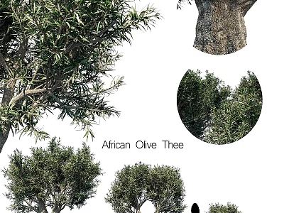 African Olive Tree Garden Landscaping With Leaves Trunk And Canopy Features 3d model