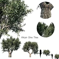 African Olive Tree Garden Landscaping With Leaves Trunk And Canopy Features