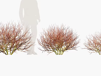 Red Branch Shrubs in Outdoor Landscape With Person Silhouette Standing Nearby 3d model