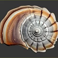 Orange And White Striped Spiral Conch Shell With Natural Marine Texture