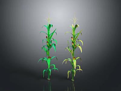 Two Green Corn Plants With Long Leaves And Developing Corn Cobs Against Dark Background 3d model