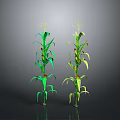 Two Green Corn Plants With Long Leaves And Developing Corn Cobs Against Dark Background