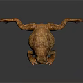 Brown Toad With Textured Skin Lying On Smooth Dark Surface With Reflection