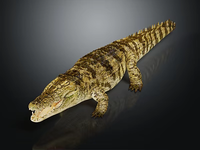 Lifelike Crocodile Closeup with Open Mouth Detailed Skin Texture and Wildlife Pose 3d model
