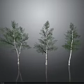 Three Trees With White Trunks Green Leaves On Black Ground Gray Background Reflections