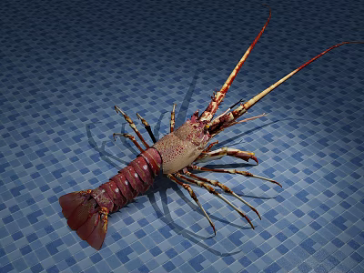 Colorful Spiny Lobster As Aquatic Animal On Blue Tiled Background With Long Antennas 3d model
