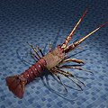 Colorful Spiny Lobster As Aquatic Animal On Blue Tiled Background With Long Antennas