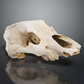 Detailed White Animal Skull Display On Smooth Gray Background With Reflection 3d model