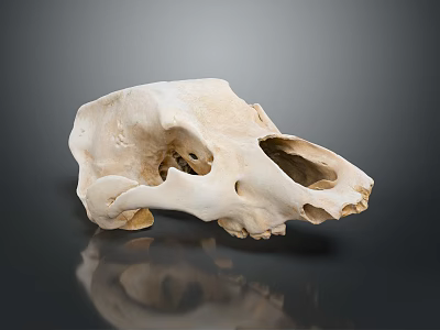 Detailed White Animal Skull Display On Smooth Gray Background With Reflection 3d model