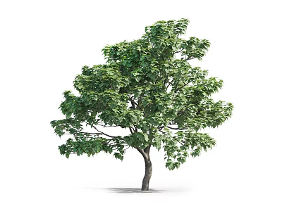 Lush Green Arbor With Dense Foliage And Strong Brown Trunk 3d model