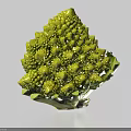 Fresh Green Romanesco Broccoli Vegetable With Unique Spiral Shape And Fresh Leaves