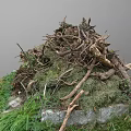 Green Plants Covering Mound With Twigs Moss Leaves And Stones Base