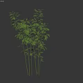 Tall Green Bamboo Plants With Lush Leaves And Multiple Stalks For Decoration