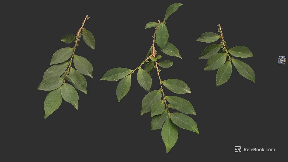 Fresh Green Leafy Branches Natural Botanical Foliage on Dark Background 3d model 