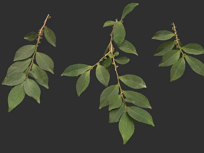 Fresh Green Leafy Branches Natural Botanical Foliage on Dark Background 3d model