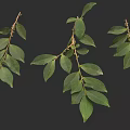 Fresh Green Leafy Branches Natural Botanical Foliage on Dark Background