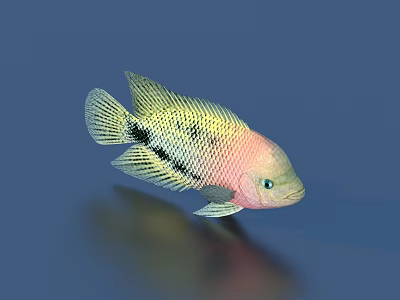 goldfish ornamental fish pet fish koi carp 3d model