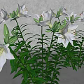 White Lilies In Bloom With Green Leaves Long Stems And Fresh Buds