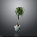 Green Plant with Long Thin Leaves Brown Trunk in White Pot on Gray Background