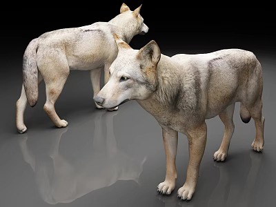 Two Realistic Gray Wolf 3D Models With Detailed Fur On Shiny Floor 3d model