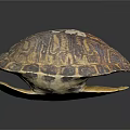 Open Turtle Shell With Detailed Brownish Patterns And Natural Texture 3d model