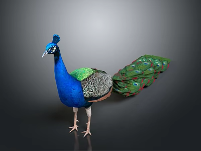Peacock with Vibrant Blue and Green Feathers Displaying Long Tail in Standing Posture 3d model