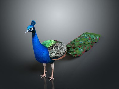 Modern Peacock Green Peacock Open Screen 3d model