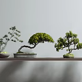 Various Bonsai Plants Displayed On Shelf With Different Shapes And Green Foliage