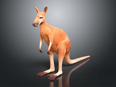 Realistic Brown Kangaroo Standing With Long Tail On Dark Reflective Surface 3d model