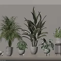 Various Potted Plants Including Palm And Large Leaf Types In White Pots On Table