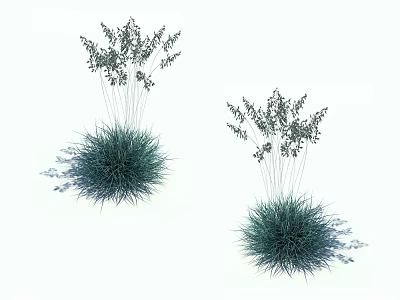 Ornamental Green Grass with Slender Stems and Small Leaves Against White Background 3d model
