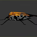 Vibrant Orange Black Insect With Green Accents Long Black Legs On Dark Background