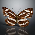 Brown and white butterfly with spotted wings on gray background showing clear reflection below