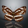 Modern Butterfly Colored Butterfly Tabby Butterfly Leaf Butterfly 3d model