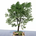 Lush Arbor With Green Foliage Brown Trunk On Circular Golden Edge Base
