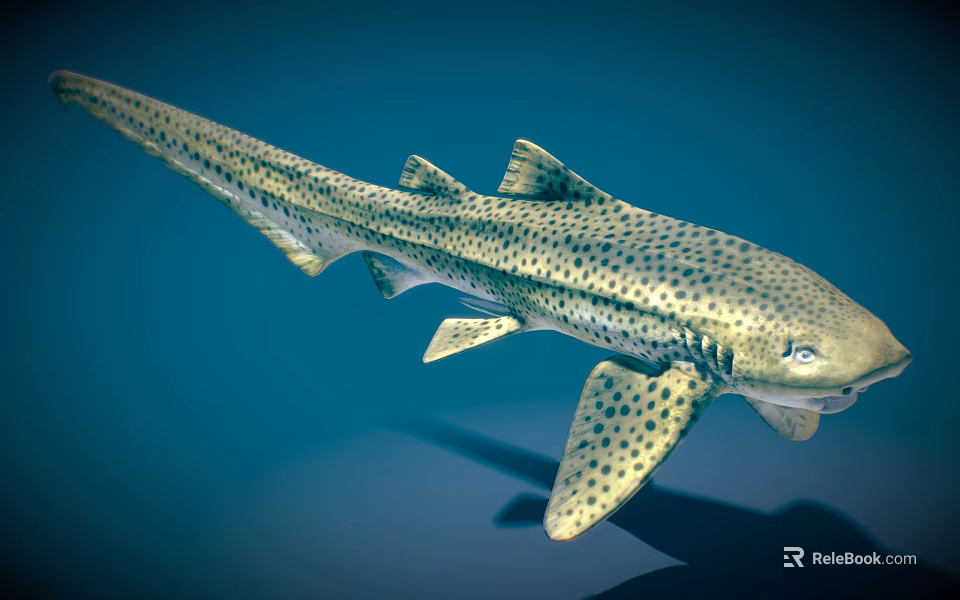 Spotted Shark With Streamlined Body And Dorsal Fins Swimming In Blue Underwater Environment 3d model 