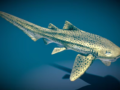 Spotted Shark With Streamlined Body And Dorsal Fins Swimming In Blue Underwater Environment 3d model