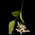 Plant With White Cluster Flowers And Green Leaves On Black Background