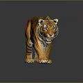 Realistic Tiger 3D Model With Orange Fur Black Stripes And Shiny Surface Reflection