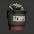 Small Succulent Plant in Gray Black Pot with Red Base and Label