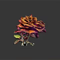 Dried Rose with Orange and Purple Hues on Black Background with Reflection