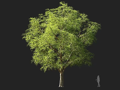 Tall Green Arbor Featuring Lush Foliage Brown Trunk And Human Figure For Size Reference 3d model