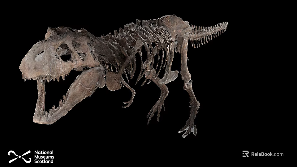 Tyrannosaurus Rex Dinosaur Skeleton Full Body Fossil Museum 3d model 