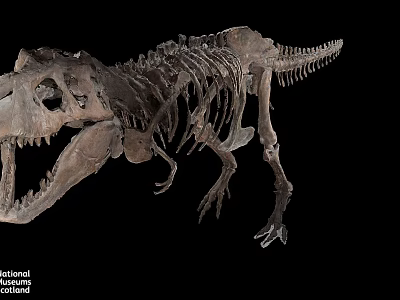 Tyrannosaurus Rex Dinosaur Skeleton Full Body Fossil Museum 3d model