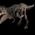 Tyrannosaurus Rex Dinosaur Skeleton Full Body Fossil Museum