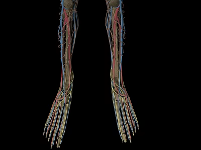 human body system structure 3d model